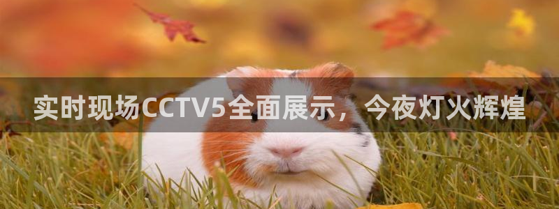 857足球直播免费看：实时现场CCTV5全面展示，今夜灯火辉煌